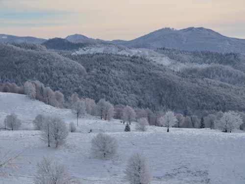 Foto Poiana Boului (c) Lucian Petru Goja